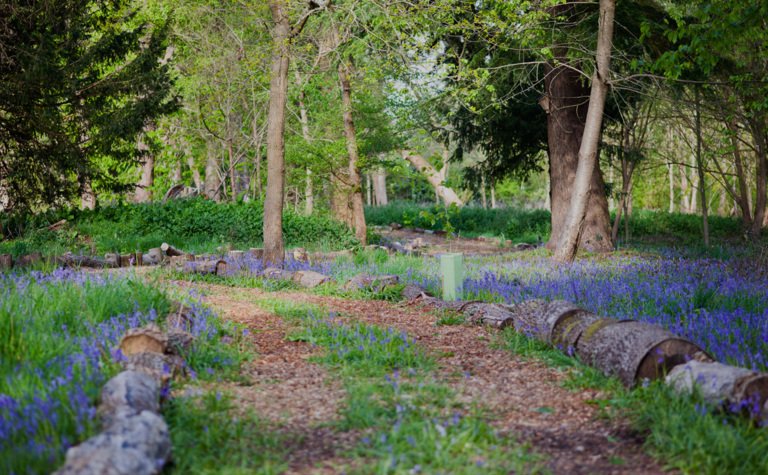 St Margarets School Woodland covered with bluebells on a spring day